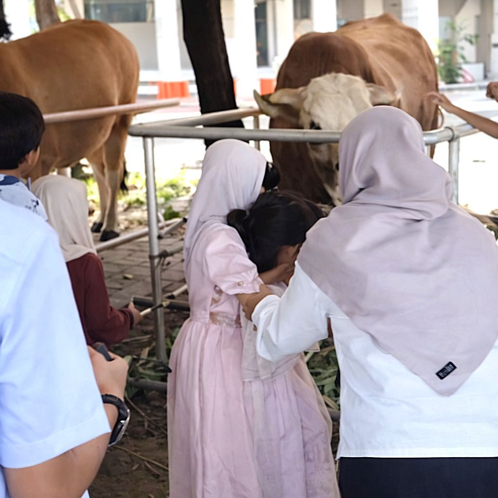 Polemik Sapi Kurban Presiden dari APBN Mengemuka, MUI, DPR, dan PBNU Sampaikan Pandangan Berbeda